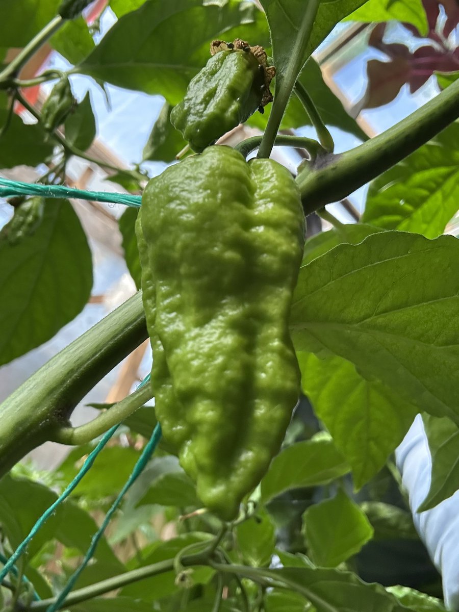 theAliHaydor's tweet image. Extreme Heat - famous Dorset Naga Chilli 🌶️
#dorsetnaga #chillies