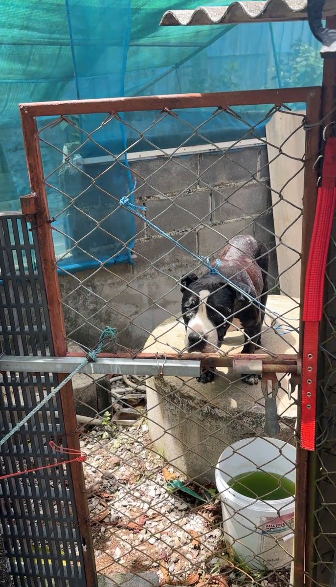 NiallHarbison's tweet image. He’s a beautiful gentle boy. What a difference 4 days makes. 

Nobody deserves that big soft bed in the air con with humans fussing over him. 

We love you Meatball 🥰🙏 (6/6)