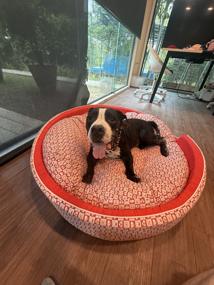 NiallHarbison's tweet image. He’s a beautiful gentle boy. What a difference 4 days makes. 

Nobody deserves that big soft bed in the air con with humans fussing over him. 

We love you Meatball 🥰🙏 (6/6)