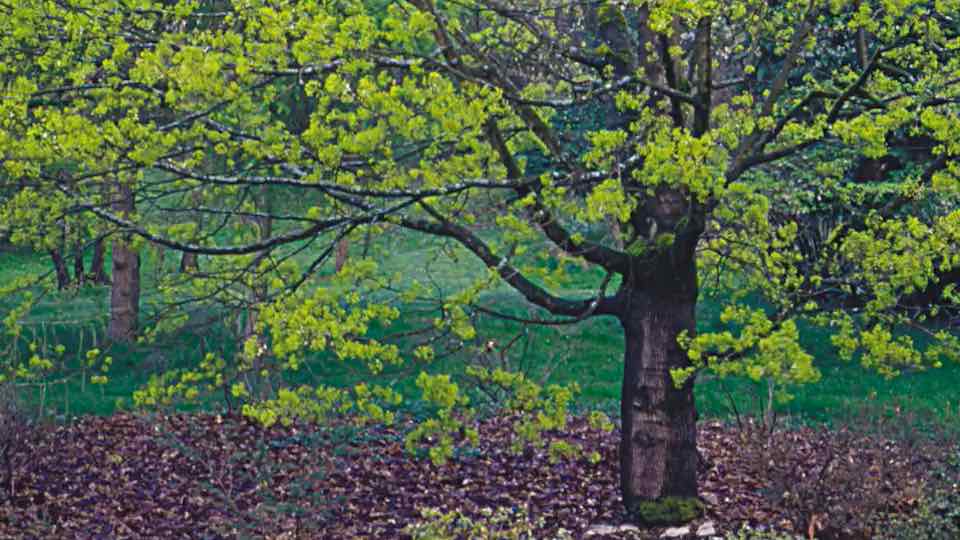 gardensbyyou's tweet image. The hardy Norway Maple (Acer platanoides) grow at a fast to medium rate in their native range in Scandinavia, Lithuania, Latvia, Estonia, and Russia. They bear deep-green to purple, oval, lobed leaves that flush to yellow in autumn before they drop. Throughout the temperate…