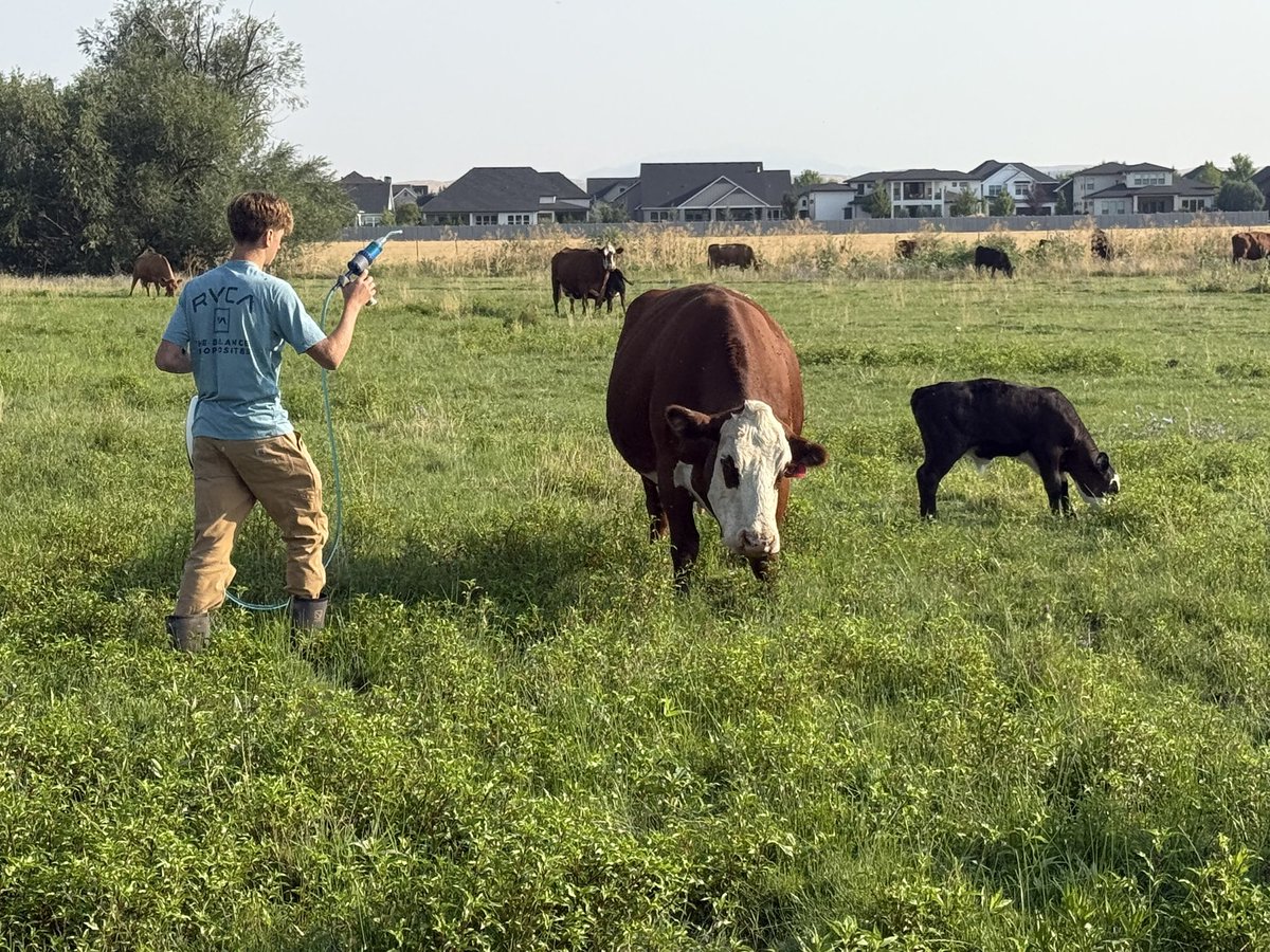 josh_idaho's tweet image. My son helping out with ranch chores by administering ivermectin drench to the cattle to prevent parasite infestations.
The Idaho legislature’s OTC ruling on ivermectin ensures our cattle keep their supply all to themselves, no sharing required.