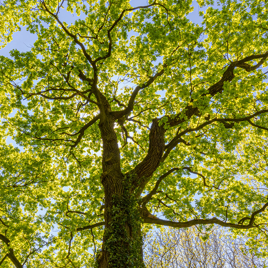 Join us tomorrow for another Art in the Parks! 🌳

Students will explore the life cycle of trees and discover their stages of growth then turn fallen sticks into beautiful mobiles. It’s hands-on, educational, and fun!

📅 July 22
⏰ 10 - 11:30am
📍 Davidson Park
