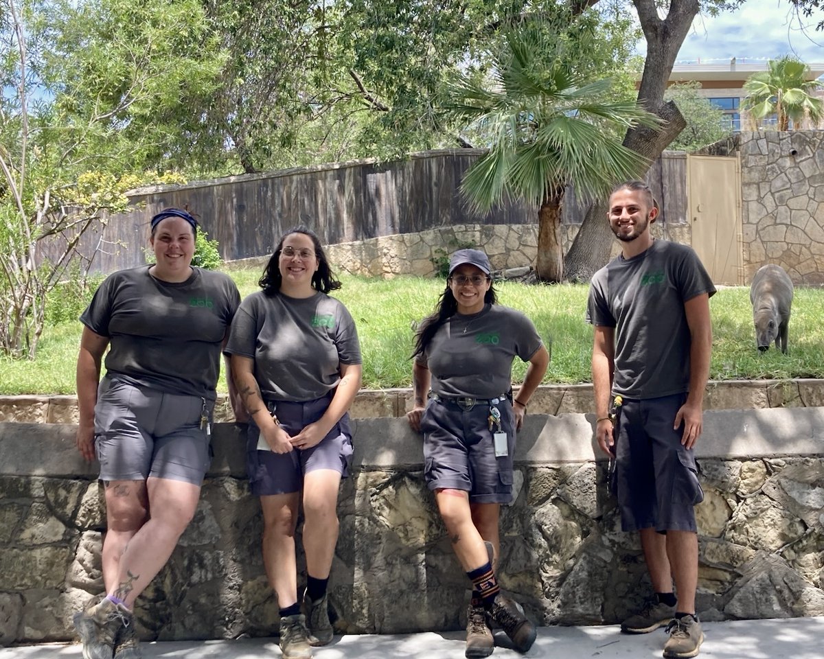 SanAntonioZoo's tweet image. Meet our amazing Mammals East team! 🦏
These dedicated individuals care for animals including rhinos, capybaras, anteaters, giraffes and many more. Thank you for all your hard work!