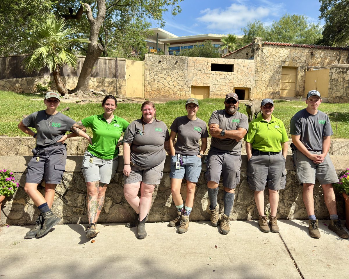 SanAntonioZoo's tweet image. Meet our amazing Mammals East team! 🦏
These dedicated individuals care for animals including rhinos, capybaras, anteaters, giraffes and many more. Thank you for all your hard work!