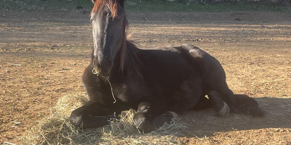 LFPCheval (@lfpcheval) on Twitter photo ☝️ « On n’a aucune piste » : mobilisation en Dordogne pour retrouver Tonio, un jeune cheval
ow.ly/O8Cm50WsqNB ☝️ « On n’a aucune piste » : mobilisation en Dordogne pour retrouver Tonio, un jeune cheval
ow.ly/O8Cm50WsqNB