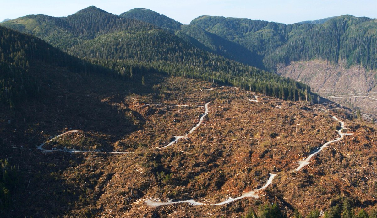YaleE360's tweet image. A Trump administration plan would allow roads in untouched parts of the Tongass in Alaska, opening wilderness to logging.
"Short of replacing forests with, say, shopping malls, roading is the worst thing done to them," writes Ted Williams.
Read more: bit.ly/4lsnkUP