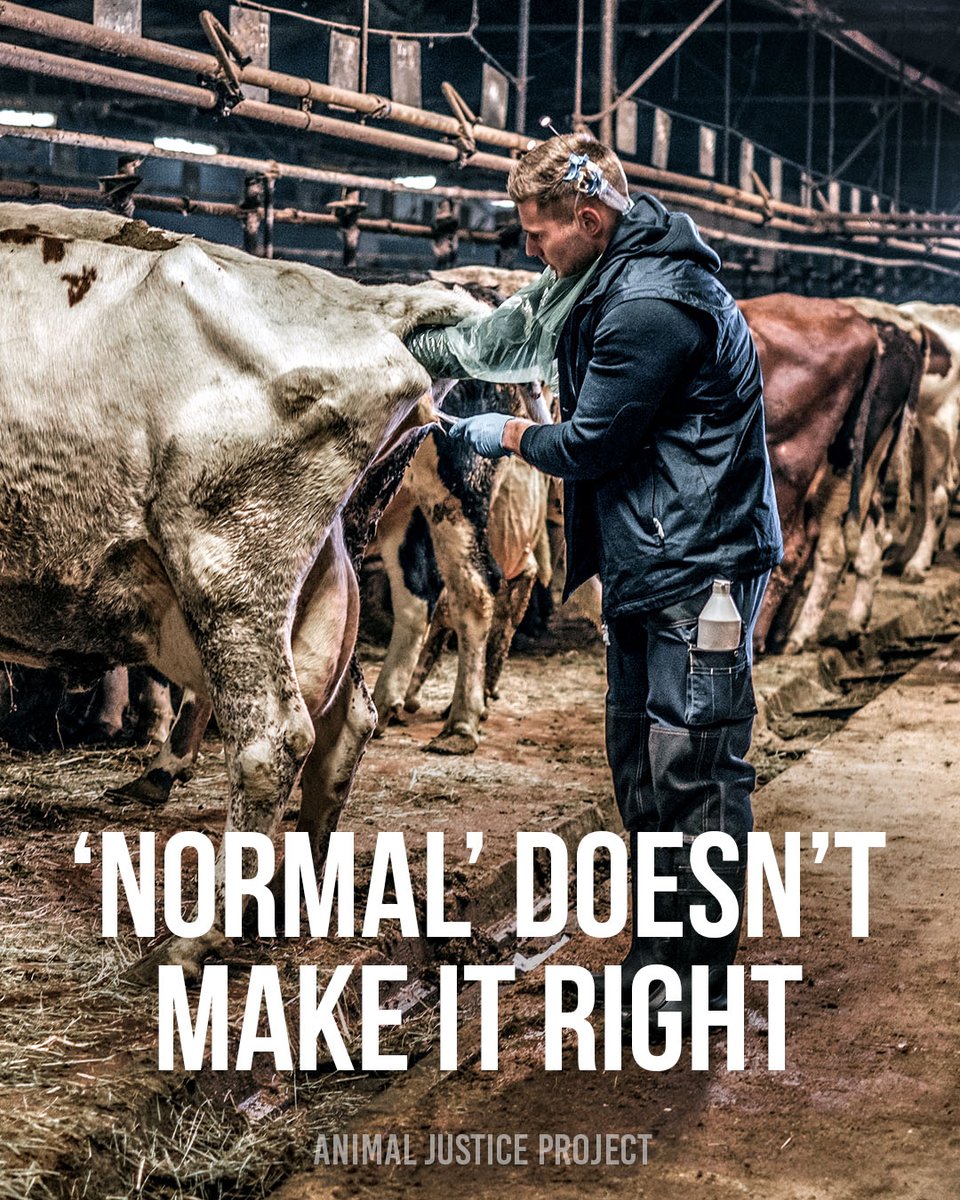 ajpReact's tweet image. Just because something is considered “normal” doesn’t make it right.

Let’s question the habits we’ve inherited, and choose a kinder way forward.

#Vegan #ChooseKindness #AnimalJusticeProject