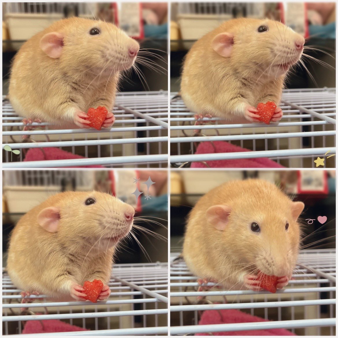 mb8lnmm's tweet image. スイカ🍉おいしいね🐀✨

可愛い　つゆたくん