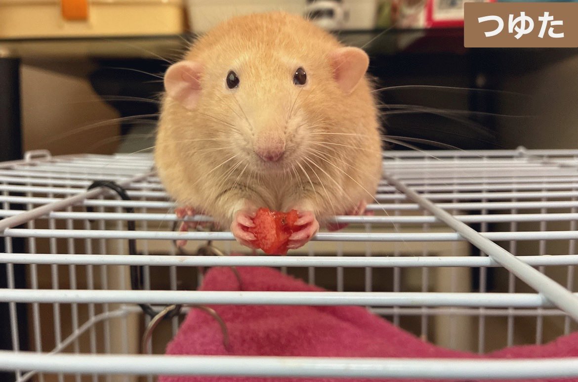 mb8lnmm's tweet image. スイカ🍉おいしいね🐀✨

可愛い　つゆたくん