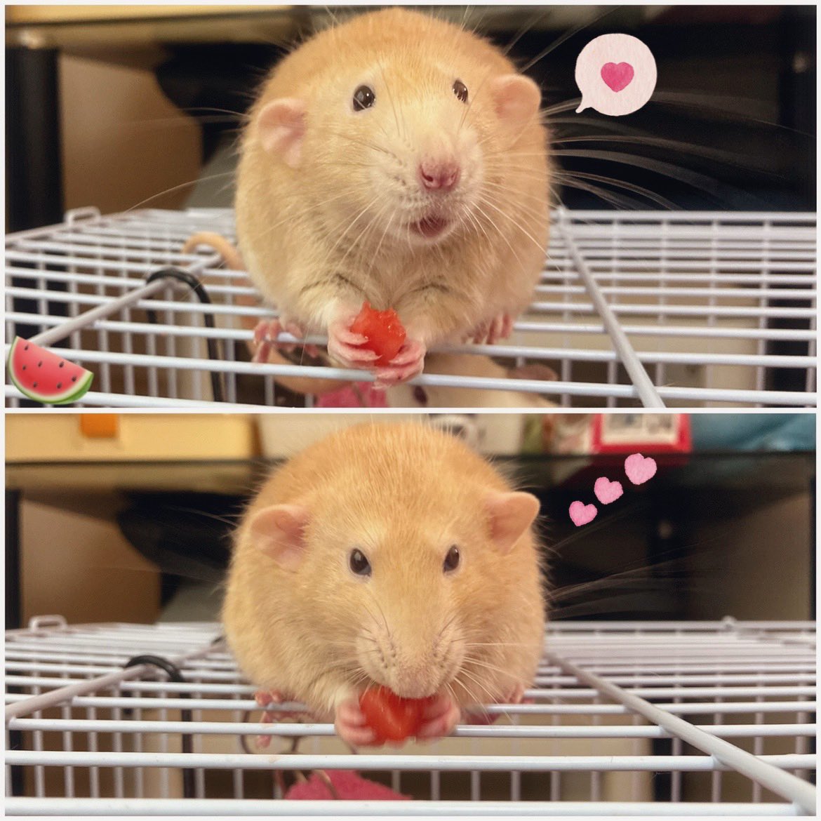 mb8lnmm's tweet image. スイカ🍉おいしいね🐀✨

可愛い　つゆたくん