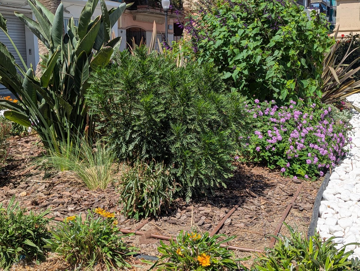 💧 #Badalona recupera la plena operativitat de la xarxa de reg després de dos anys de sequera

ℹ️ badalona.cat/ca/actualitat/…