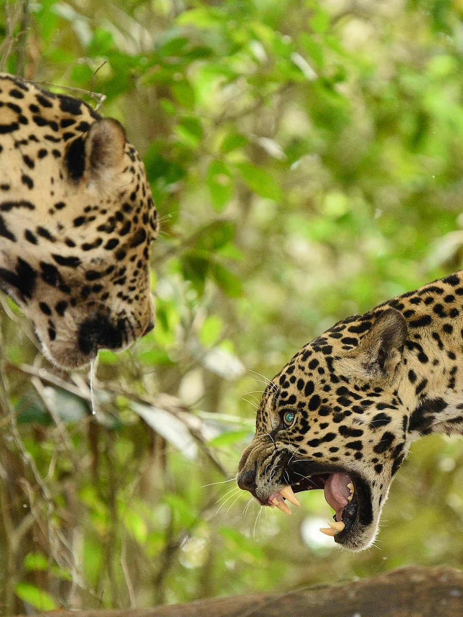 SMNK1972's tweet image. This female Jaguar wasn't too happy to see a male come into her territory or is it a test to see if he is the right one. Taken in Pantanal, Mato Grosso, Brazil. Credit to Alexander Ley Photography