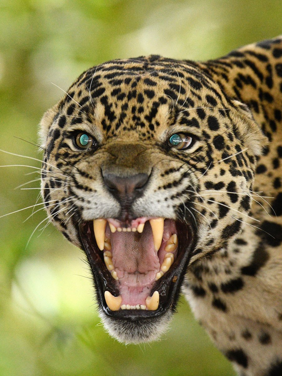 SMNK1972's tweet image. This female Jaguar wasn't too happy to see a male come into her territory or is it a test to see if he is the right one. Taken in Pantanal, Mato Grosso, Brazil. Credit to Alexander Ley Photography