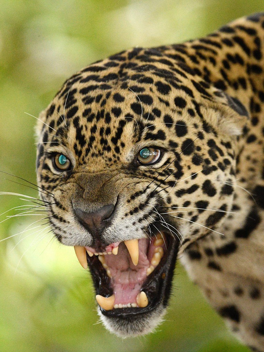 SMNK1972's tweet image. This female Jaguar wasn't too happy to see a male come into her territory or is it a test to see if he is the right one. Taken in Pantanal, Mato Grosso, Brazil. Credit to Alexander Ley Photography