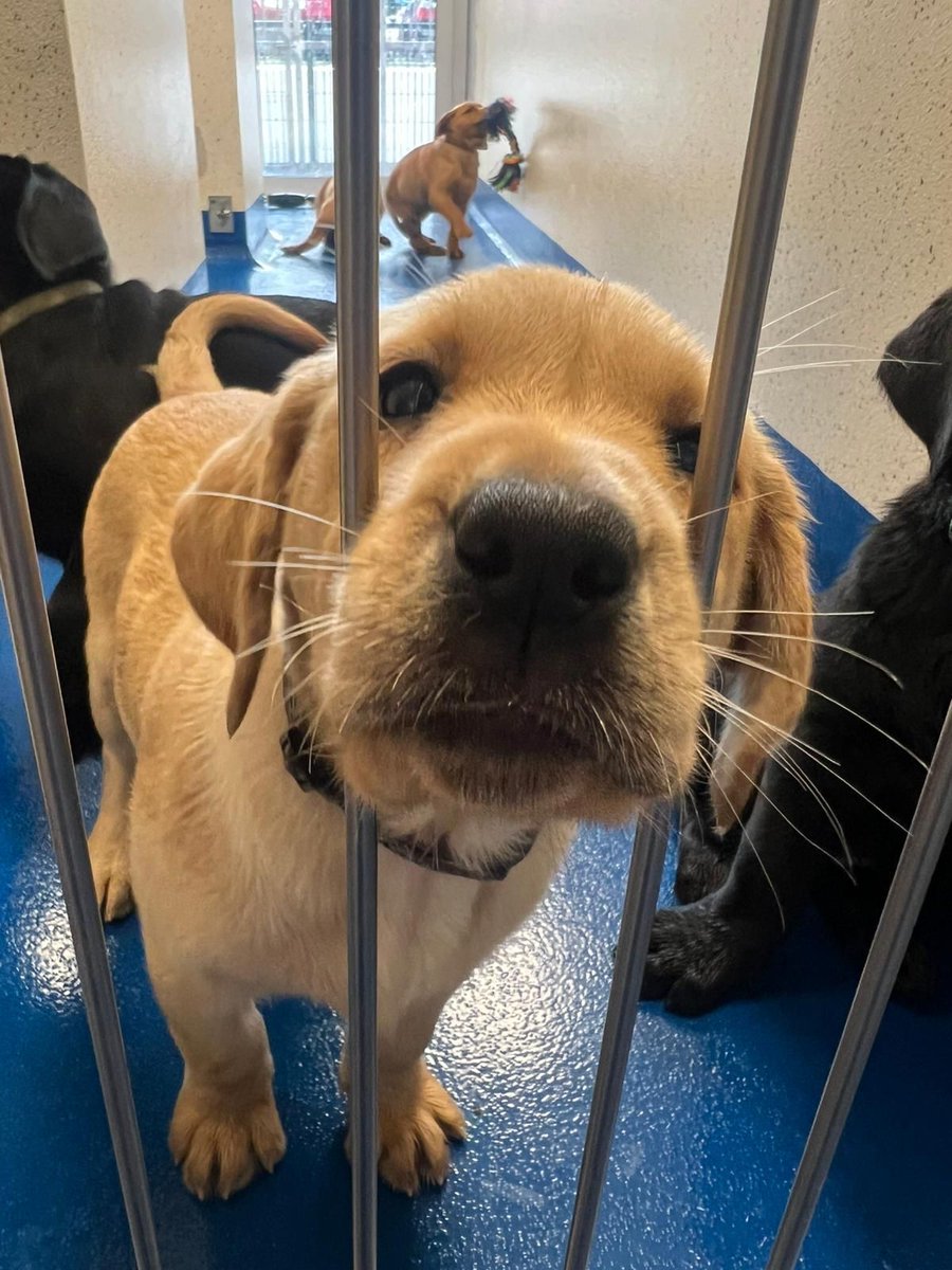 #MondayMood

How could you not love that little face!

If you are interested in having one of these guys in your home helping them in the early stages of their training journey, please click the link here for more information: guidedogs.ie/ways-to-help/v…

#ChangingLives