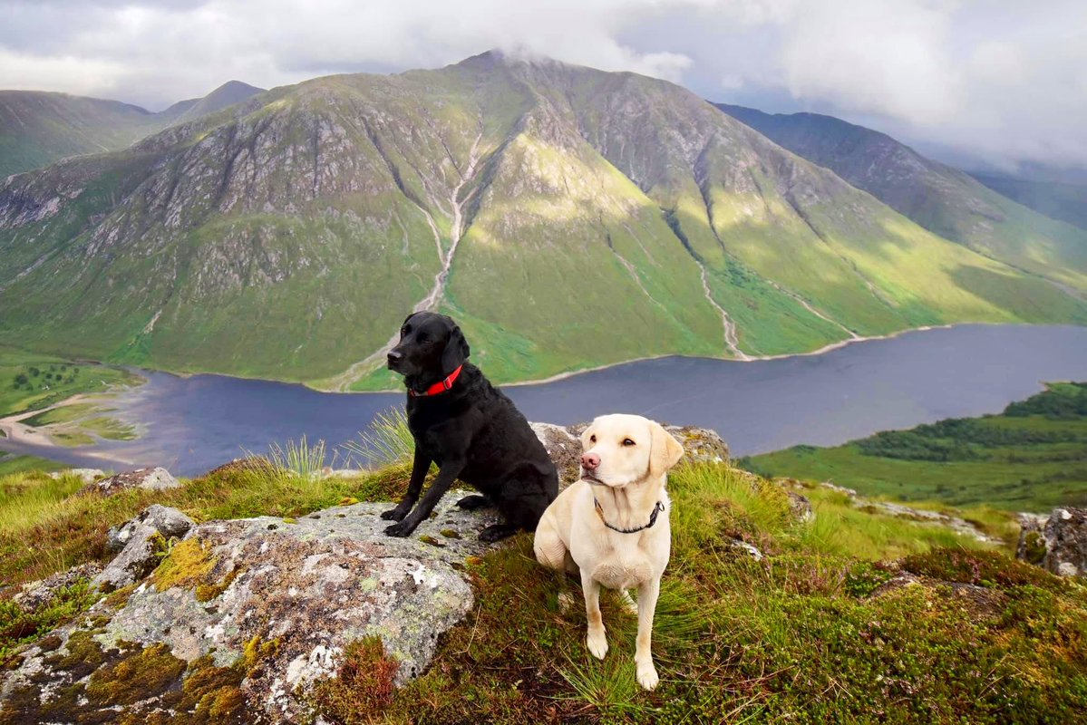 Five years ago today we aborted a summit camp above Loch Etive due to sub-optimal weather. Happily, Olive and Mabel took it in their stride.
