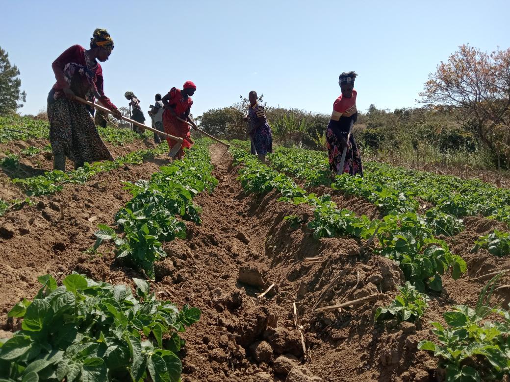 LuseMwamba95's tweet image. Smallholder Farmers are the Main Supplier of Food in Africa and Women play large part to ensure availability of food.
#WomenInAgriculture.
#SmartFarmingHub