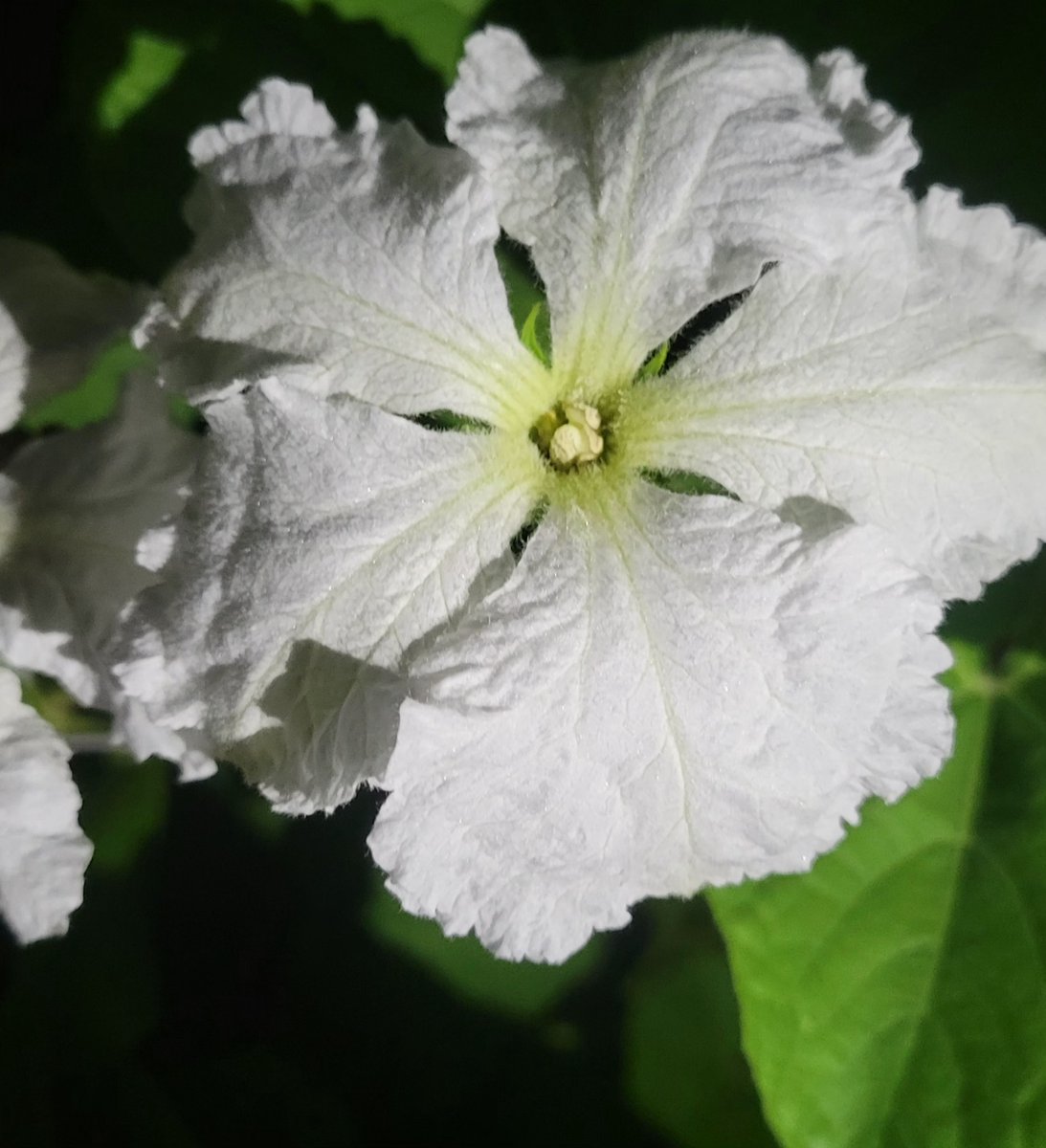 graceinthemess's tweet image. During the day the gourd plant has little buds that nobody notices, hidden in plain sight. At night the blooms open up. God is in every intricate detail of every living thing.
