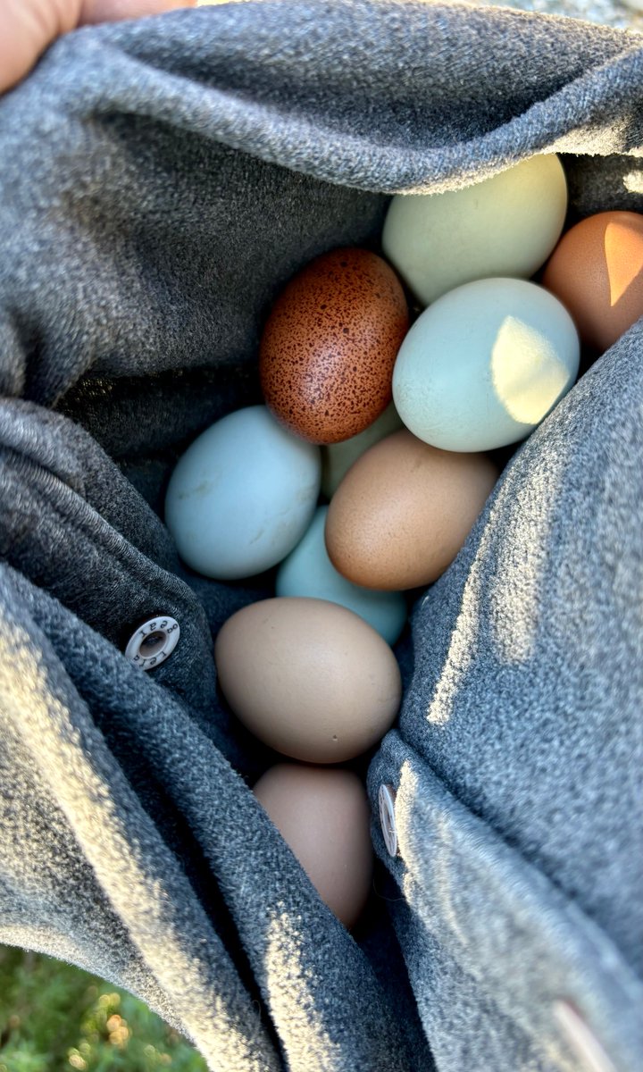 Clay_Staub's tweet image. Good Morning Everyone!
Who wants an absolutely fresh Garden Spinach and Feta Omelette to start your day?!?