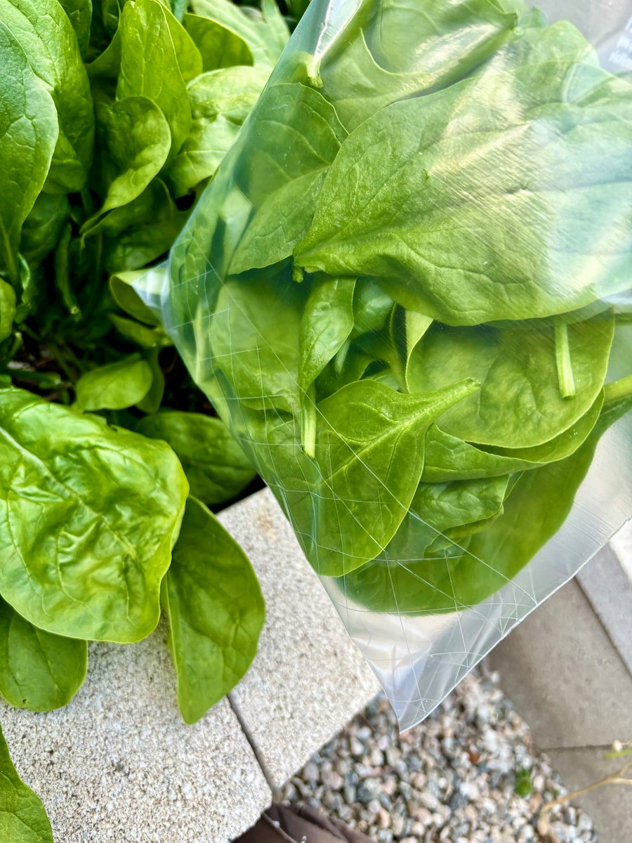 Clay_Staub's tweet image. Good Morning Everyone!
Who wants an absolutely fresh Garden Spinach and Feta Omelette to start your day?!?