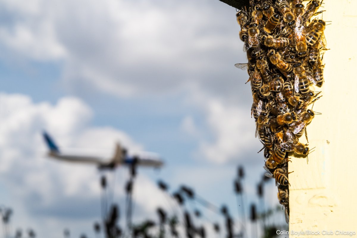 Colin Boyle (@colinbphoto) on Twitter photo I'm still *buzzing* after covering this amazing story with <a href="/mollydevore1/">Molly DeVore</a>/<a href="/BlockClubCHI/">Block Club Chicago</a>! Read it here:
O’Hare Beehives Have Given Former Inmates 2nd Chance For More Than A Decade
blockclubchicago.org/2025/07/18/oha… I'm still *buzzing* after covering this amazing story with <a href="/mollydevore1/">Molly DeVore</a>/<a href="/BlockClubCHI/">Block Club Chicago</a>! Read it here:
O’Hare Beehives Have Given Former Inmates 2nd Chance For More Than A Decade
blockclubchicago.org/2025/07/18/oha…