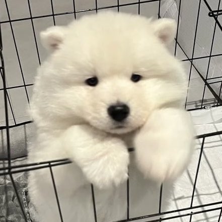 puppyhueka's tweet image. 