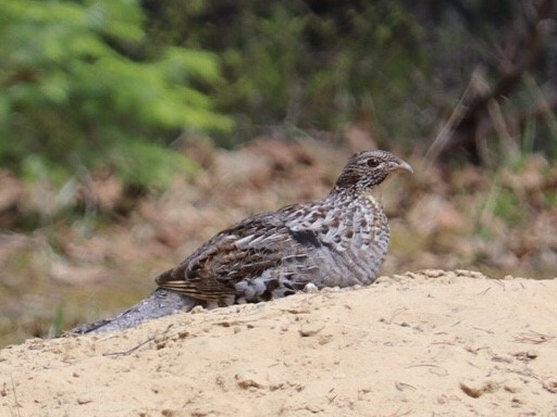 🐦 The Boreal Forest is a birder's paradise! From warblers and woodpeckers, to the forest's very own "forest chickens", the ruffed grouse, we can often hear the beautiful and wild symphony of nature!

Check out how boreal birdwatching can be therapeutic: blog.ontarioparks.ca/birding-benefi…