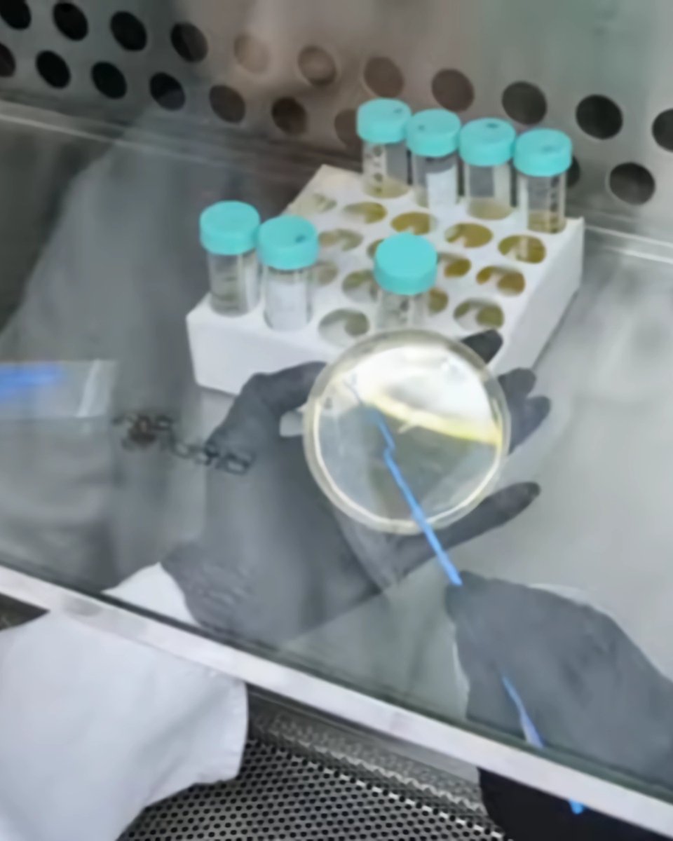 Let’s check in on the lab to see how they’re doing! Cutting-edge QC, machine-learning spore analysis, and unwavering commitment to sustainable farming. Quality and passion, always. #SustainableFarming #DYNOMYCO 

Visit our site to learn more! 👇
dynomyco.com