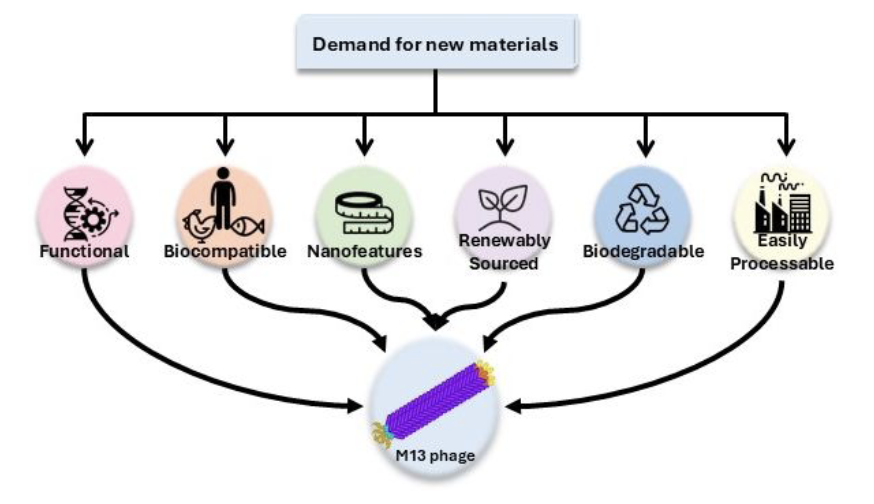 Check out the Dorval Lab's latest publication - 'M13 bacteriophage as a versatile platform for the creation of new materials via genetic engineering' in the Canadian Journal of Microbiology!

Congratulations to Julia, Reefah, Beyza, and Daniel for their review on phage materials!