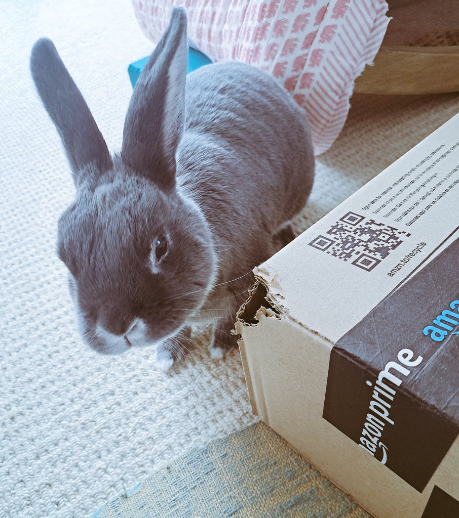 CottontailsBaby's tweet image. Delivery for Ralph! What could it be....? (As you can see, he's already opened up the corner there - he seems to realise there's something nice inside!)