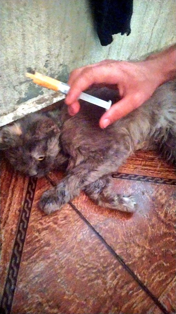 yousefmohmoud25's tweet image. ‼️This is our final plea for help to save Biso. 🙏
I can no longer guarantee his survival after this 😓💔.
We desperately need support.
I want to take him to a vet specializing in his condition as soon as possible. I can't bear the thought of losing him. 🥺😭
Please retweet and…