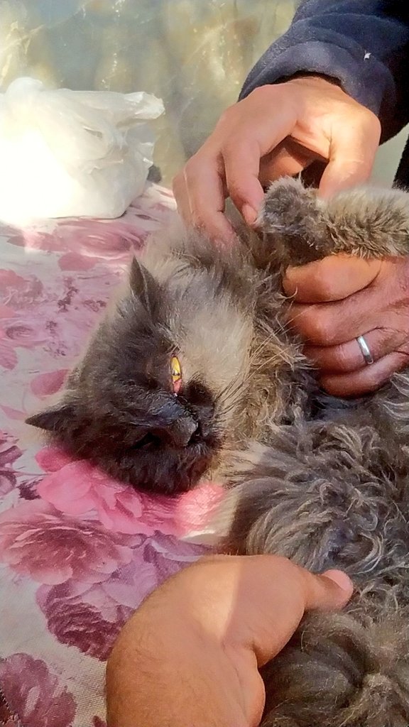 yousefmohmoud25's tweet image. ‼️This is our final plea for help to save Biso. 🙏
I can no longer guarantee his survival after this 😓💔.
We desperately need support.
I want to take him to a vet specializing in his condition as soon as possible. I can't bear the thought of losing him. 🥺😭
Please retweet and…