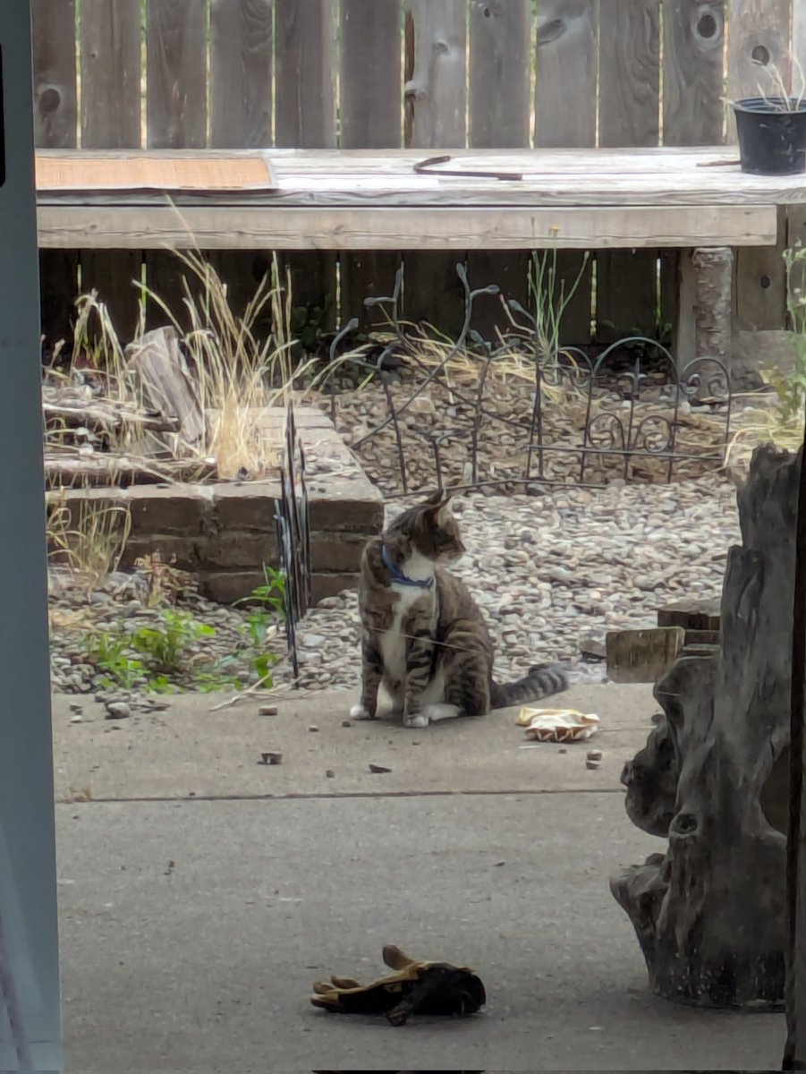 SkogBror's tweet image. neighborhood cat passed through my backyard. they were too skittish to let me offer them a treat but I hope they warm up eventually.