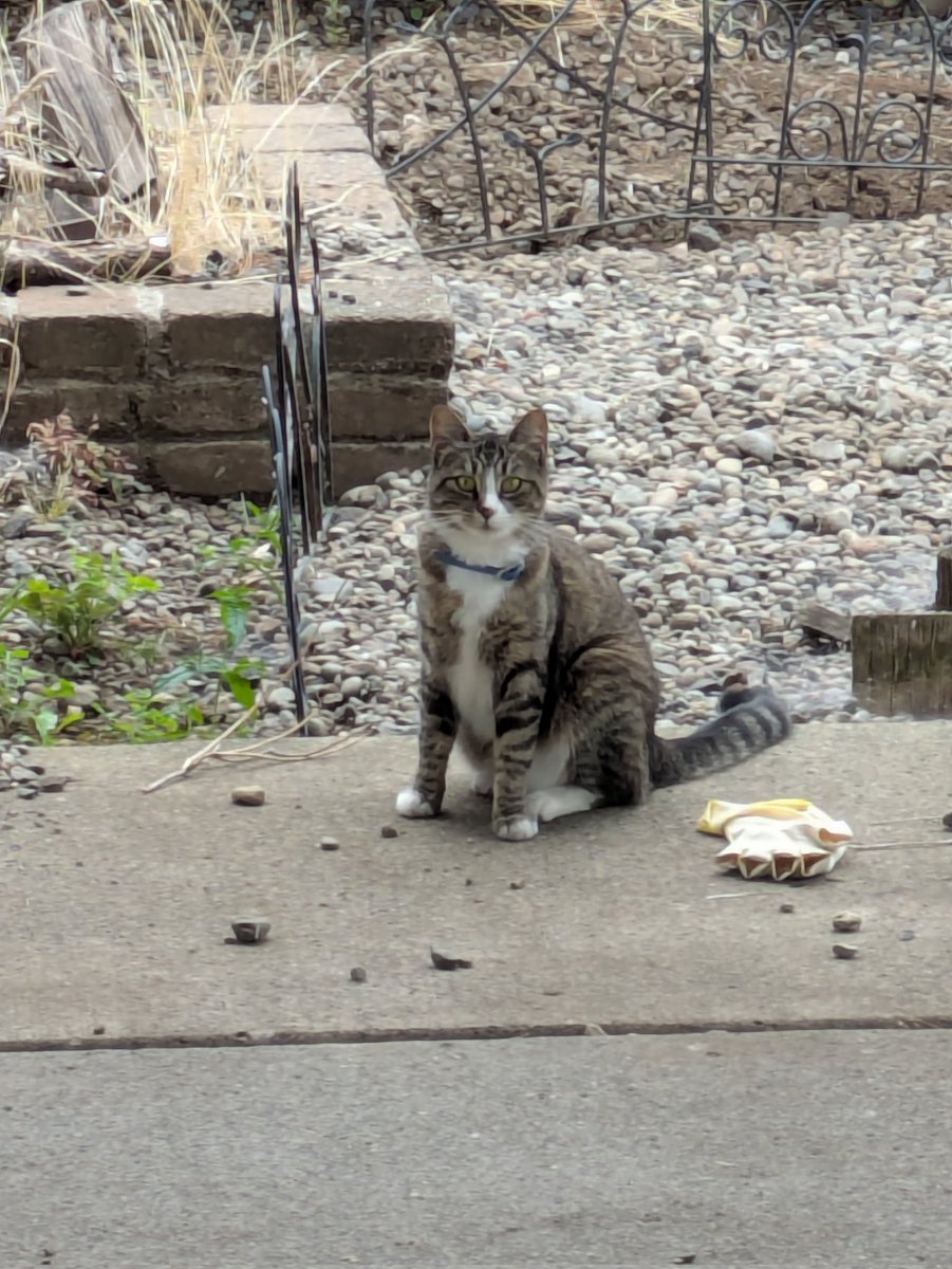SkogBror's tweet image. neighborhood cat passed through my backyard. they were too skittish to let me offer them a treat but I hope they warm up eventually.