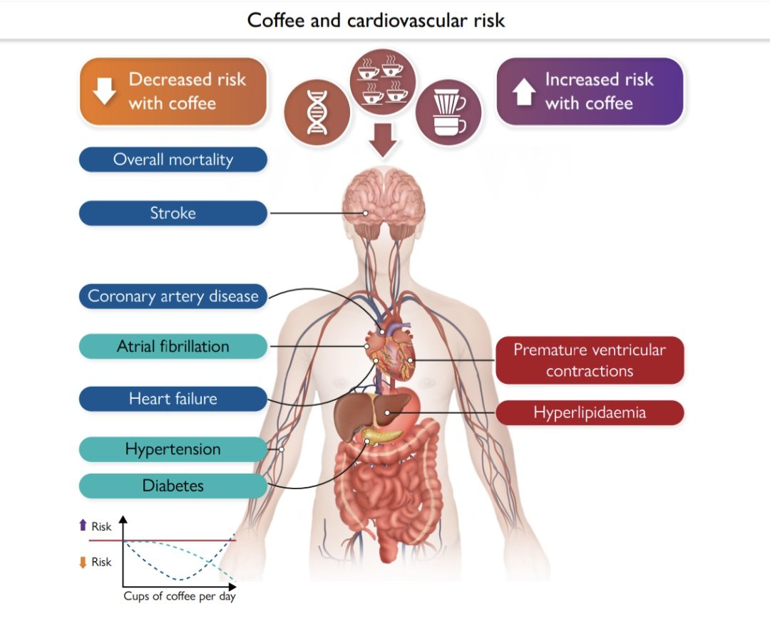 javier20ch's tweet image. 🟧Café &amp;amp; Enfermedad Cardiovascular. ☕️🫀
🔶️El consumo de café se asocia con un menor riesgo de hipertensión, DM2, IAM, arritmias, insuficiencia cardíaca e incluso mortalidad general. 📉👌🏻
🔶️La cafeína ejerce propiedades diuréticas y natriuréticas mediante el bloqueo del…