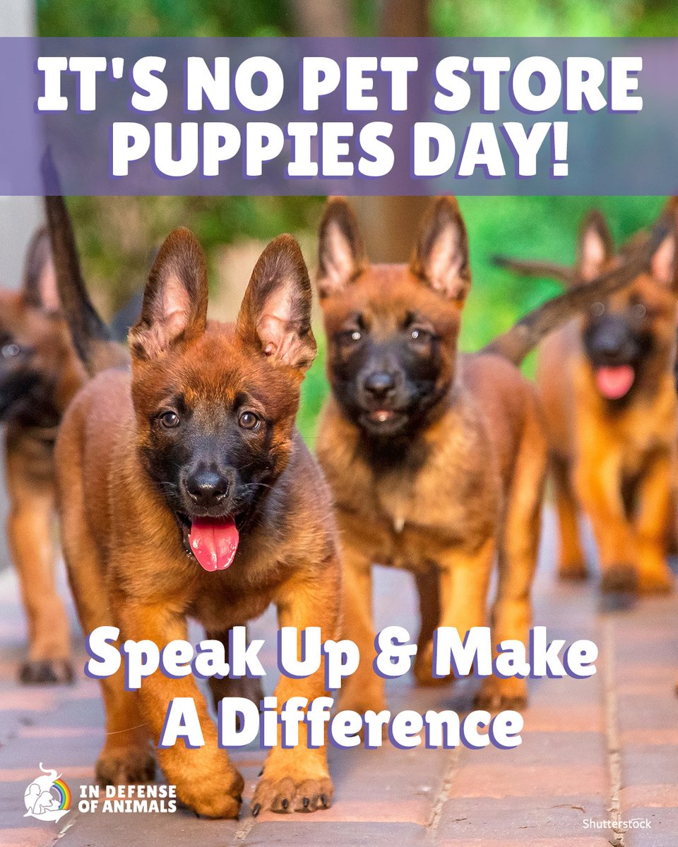 IDAUSA's tweet image. It’s No Pet Store Puppies Day!
Pet store pups often come from cruel puppy mills.
Adopt, don’t shop, and take action to help shut this industry down: bit.ly/3ICd7GD
Pls RT and support our work: bit.ly/3IA7VmG
#NoPetStorePuppiesDay #EndPuppyMills #AdoptDontShop