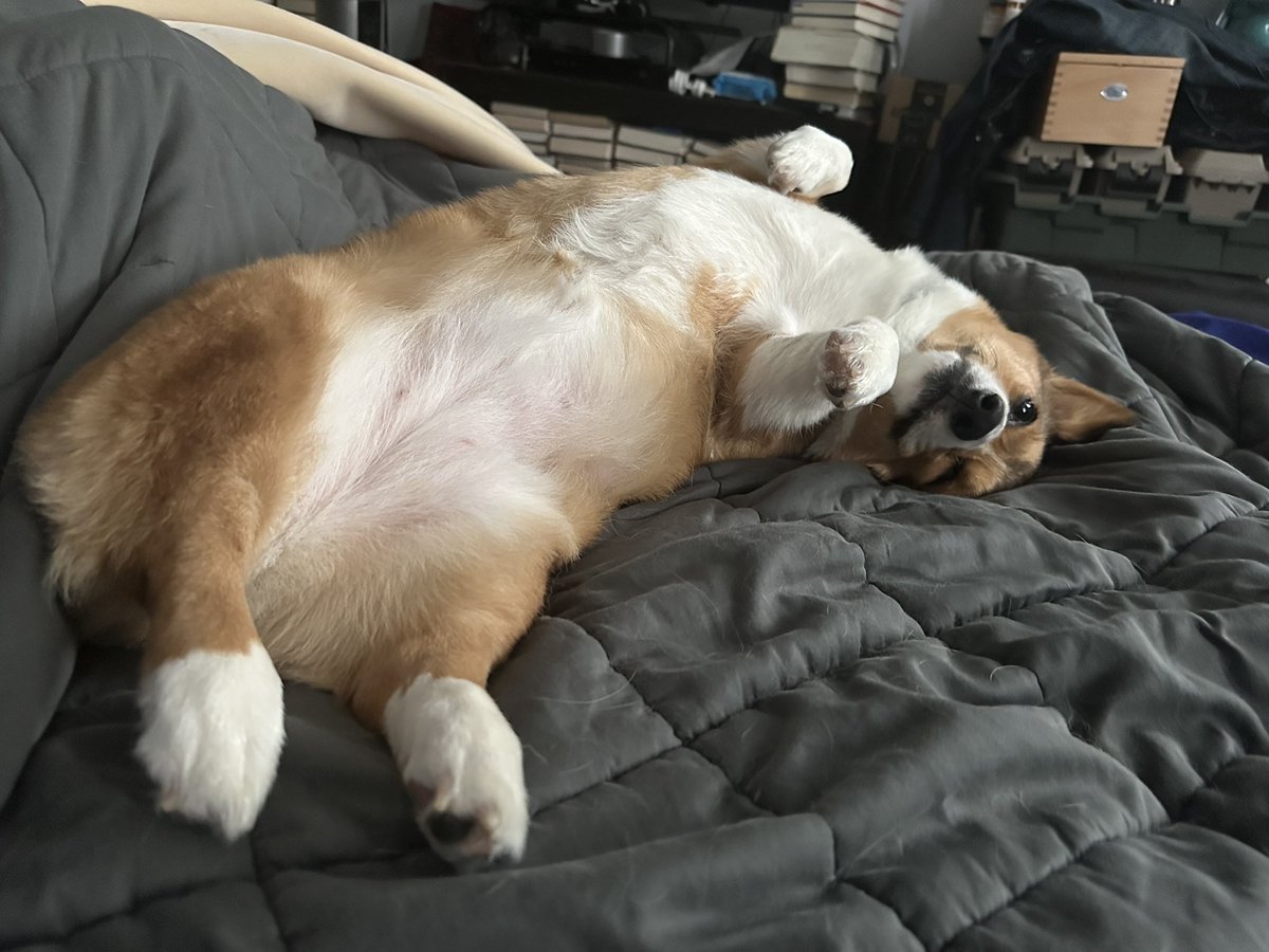 AndrewFeinberg's tweet image. I hate having to take sick days when there’s so much happening but I do have an excellent nurse.
