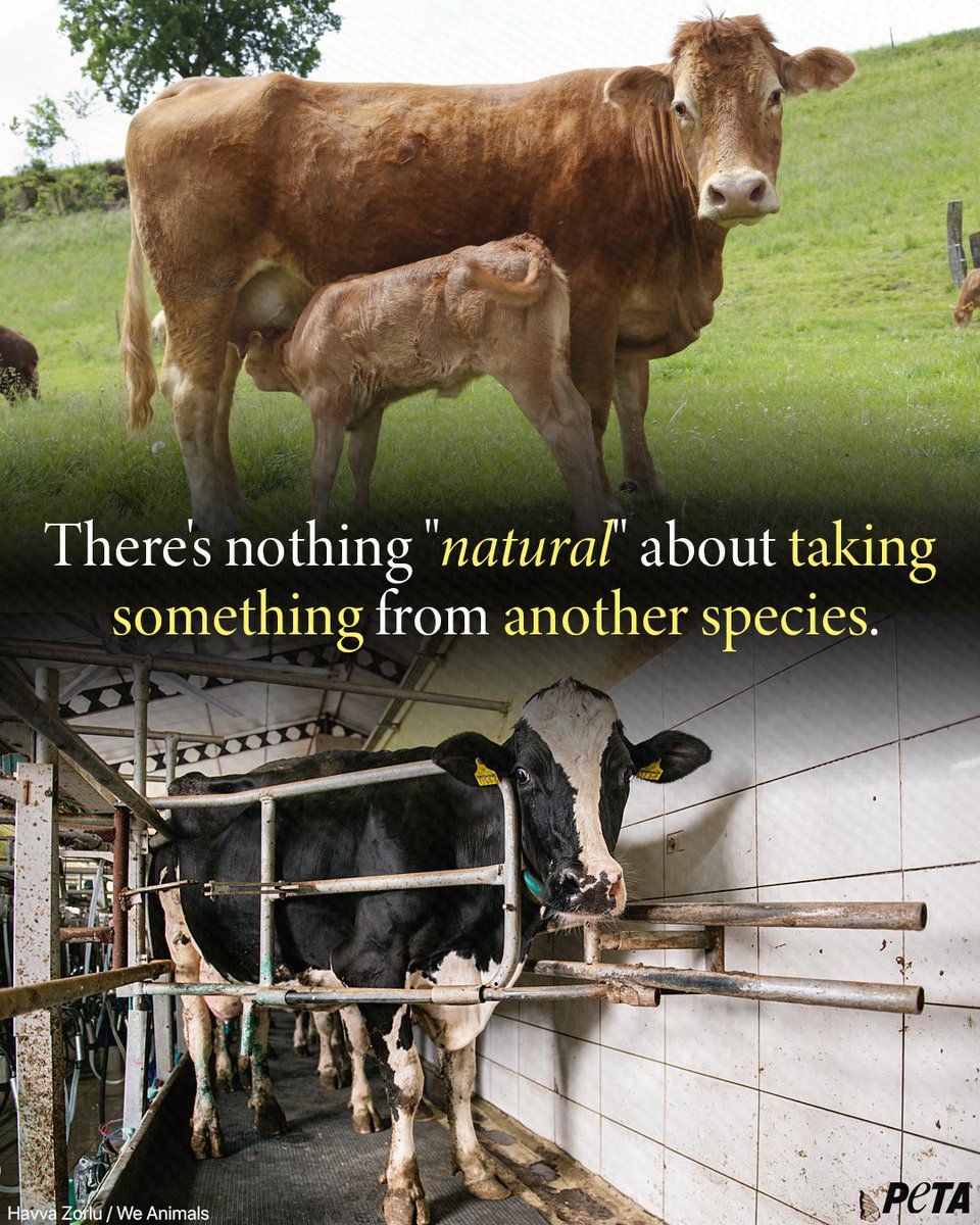 peta's tweet image. When you consume eggs and dairy, you’re literally stealing from babies and vulnerable mothers.... let that sink in 💔
