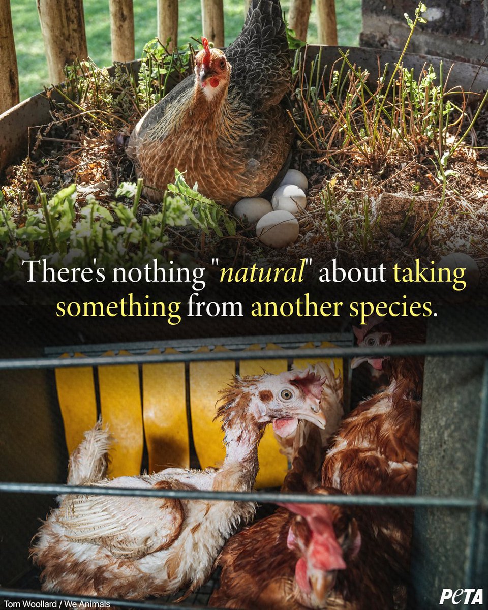 peta's tweet image. When you consume eggs and dairy, you’re literally stealing from babies and vulnerable mothers.... let that sink in 💔