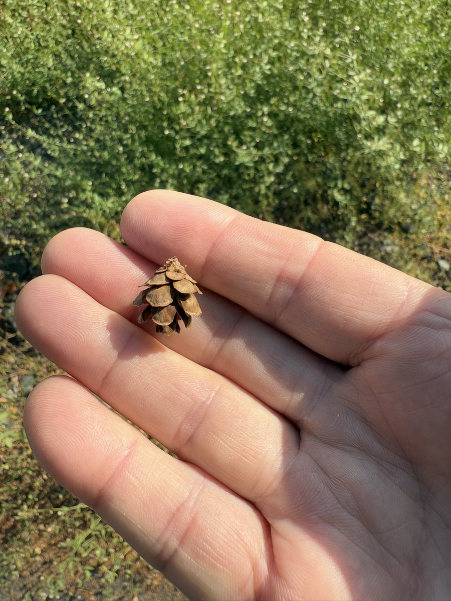 bluewaverider46's tweet image. Always surprised how tiny the Western Hemlock cones are!
This is Washington stateβs official tree.
#ObligitoryHandPorn ππ¬βοΈ