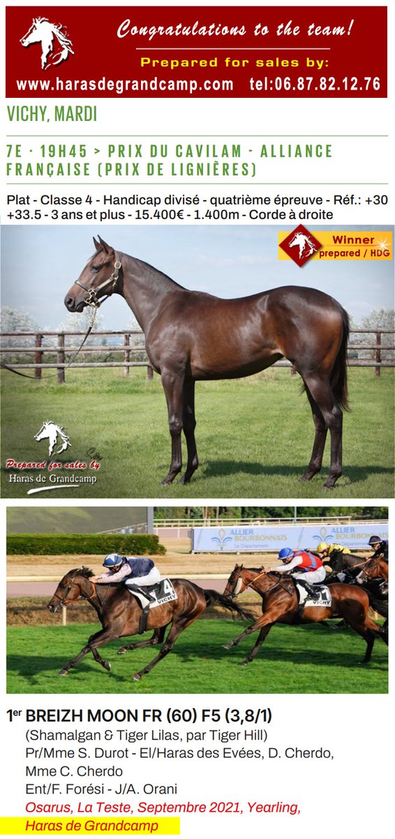 Congratulations #Breizh_Moon, and team, 1st Prix De Lignières / Vichy - 2025.07.15 
Breizh Moon, prepared for sale by HDG🙂
harasdegrandcamp.com