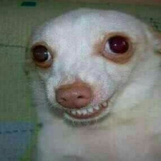 kellinjo's tweet image. touching this account again for the first time in years bc i have the superbat worms now