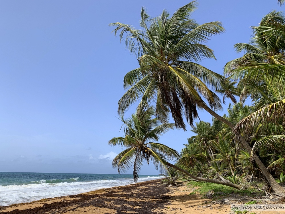 PRDayTrips's tweet image. Greetings from #PuertoRico - Pretty Beach Palms (from 2020) #estaesmiisla