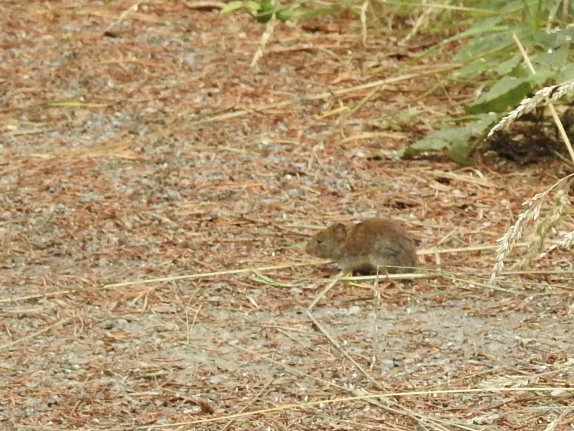 Pat Hogarth (@pathogarth) on Twitter photo At last 🥳a photo of a Brown Hawker not ovipositing, small fluffy blackness aka Water Rail chick + adult close up & Bank Vole doing the path dash <a href="/tophilllow/">tophilllow</a> <a href="/Natures_Voice/">RSPB</a> <a href="/BDSdragonflies/">British Dragonfly Society</a> <a href="/Mammal_Society/">Mammal Society</a> <a href="/Britnatureguide/">The British Nature Guide</a> <a href="/YorkshireWater/">Yorkshire Water 💧</a> <a href="/BNAscience/">BNA science</a> #TwitterNatureCommunity At last 🥳a photo of a Brown Hawker not ovipositing, small fluffy blackness aka Water Rail chick + adult close up & Bank Vole doing the path dash <a href="/tophilllow/">tophilllow</a> <a href="/Natures_Voice/">RSPB</a> <a href="/BDSdragonflies/">British Dragonfly Society</a> <a href="/Mammal_Society/">Mammal Society</a> <a href="/Britnatureguide/">The British Nature Guide</a> <a href="/YorkshireWater/">Yorkshire Water 💧</a> <a href="/BNAscience/">BNA science</a> #TwitterNatureCommunity