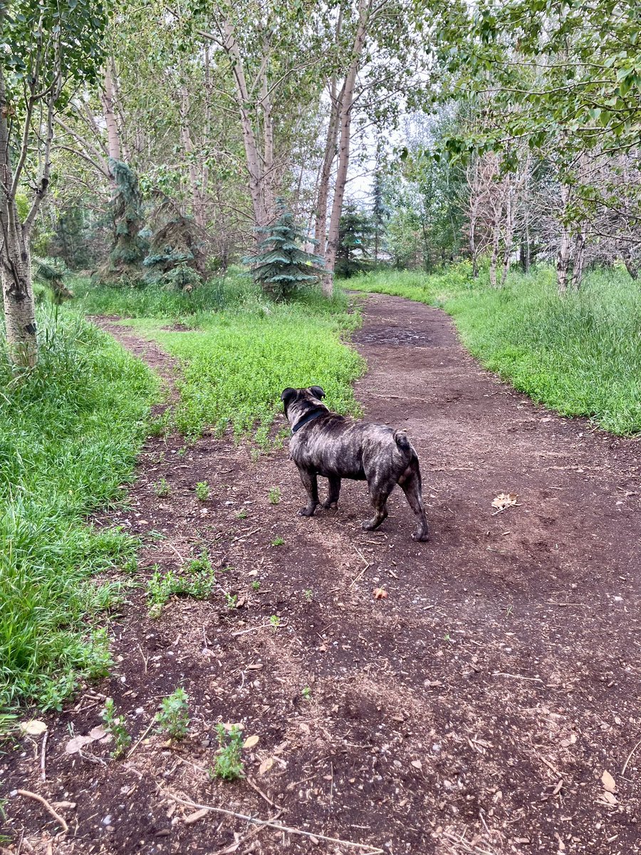 Sure is a handsome day out! HB

 #bulldog #nature #walk