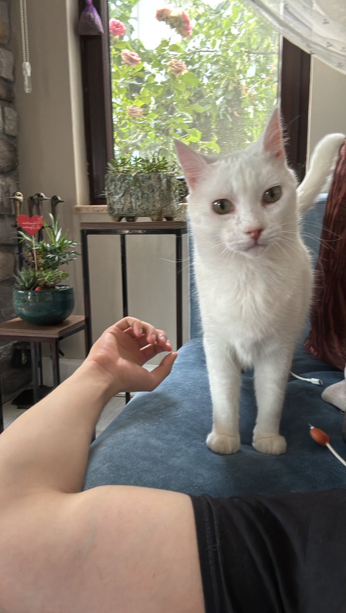 kets4aeki's tweet image. Su siralar duygu besledigim tek canli