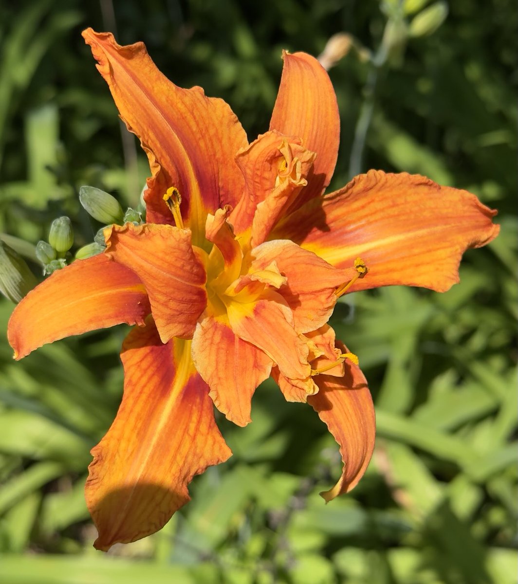 TimHundley4All's tweet image. Happy Monday! Make it a Great Week! What I call the โDouble Stuff Iris!โ Two blooms from each bud! Iโve been waiting all Summer for these to bloom! Get outside! #takeahikephotography ๐โโ๏ธ๐ทโ๏ธ๐ค๐ผ๐๐ผ๐๐ผ