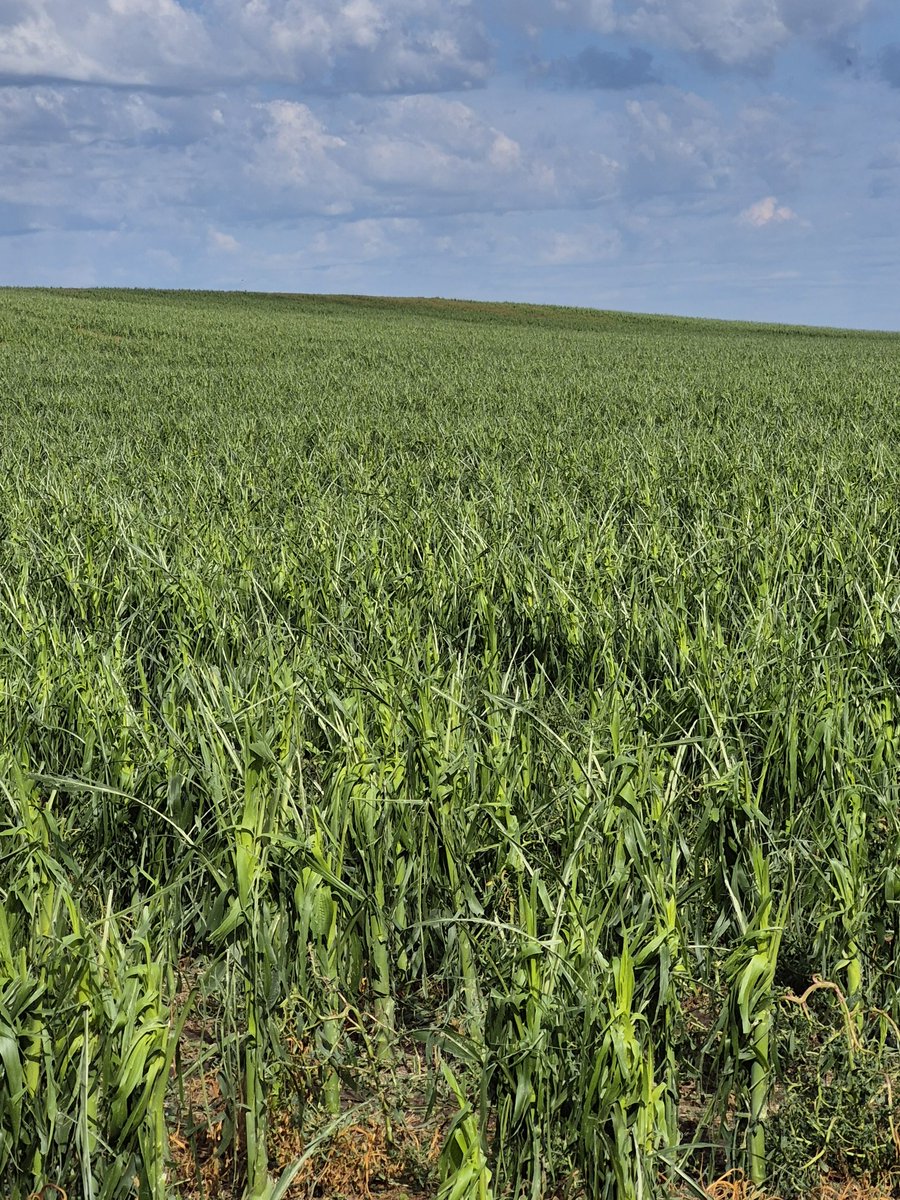 Silage corn got shredded