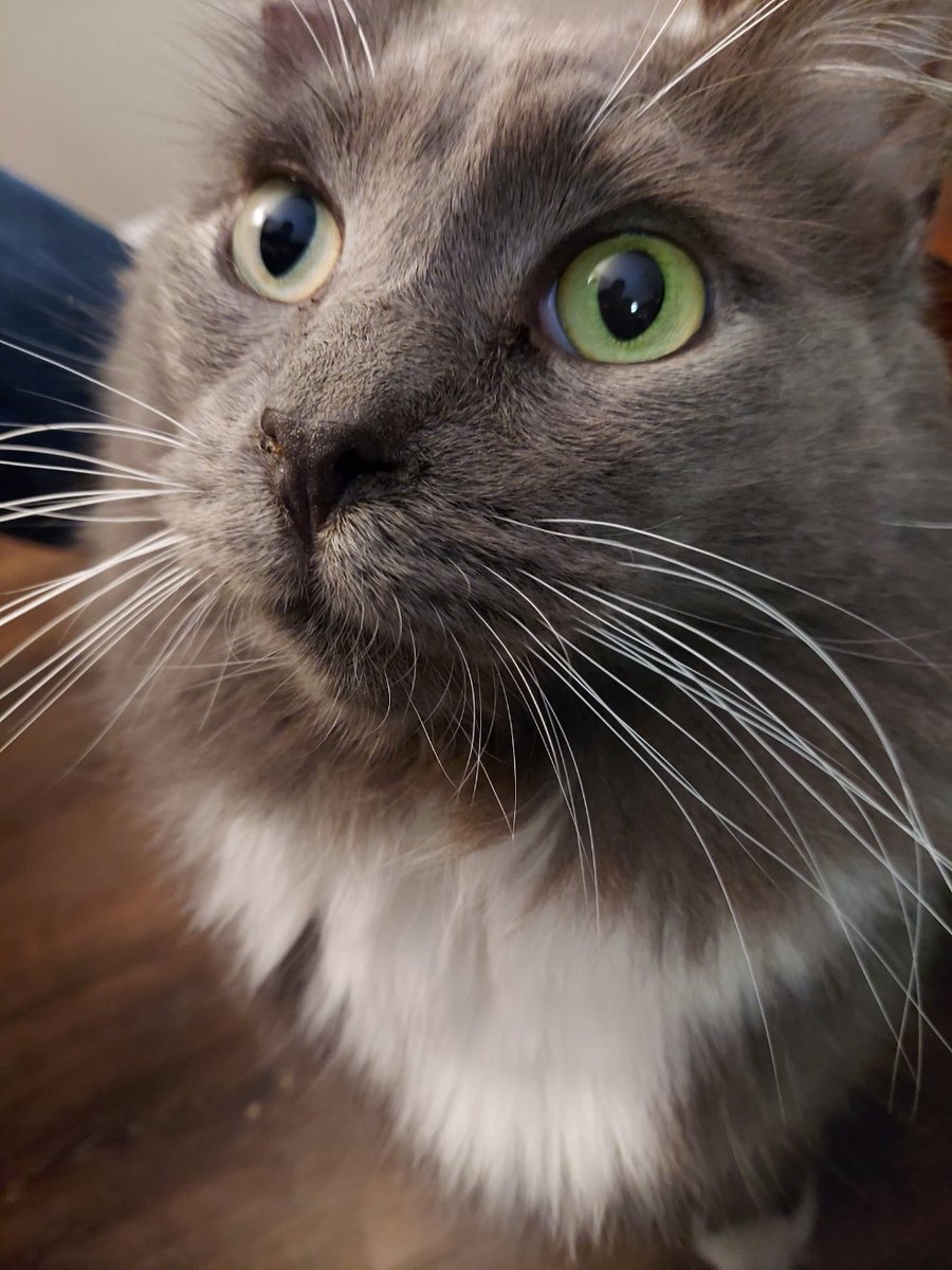 Handsome boy to brighten your Monday...Trelane, Squire of Gothos 😺