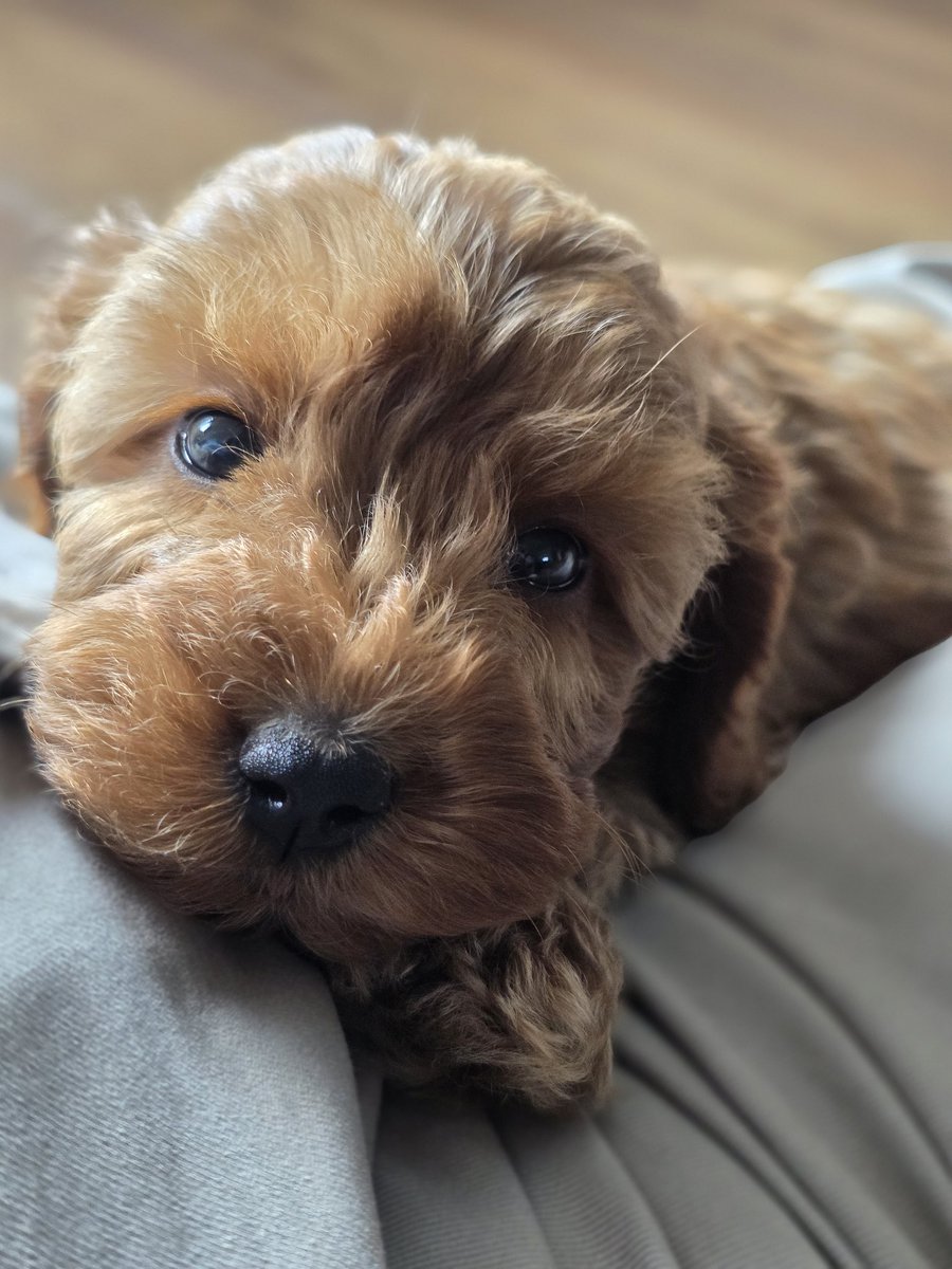 Squirrel tweet media